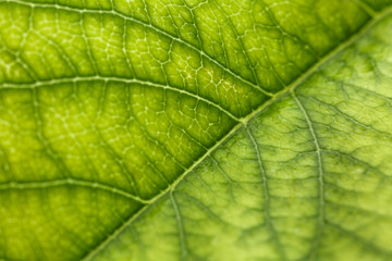 Fototapeta na wymiar Texture of fresh green leaf, closeup