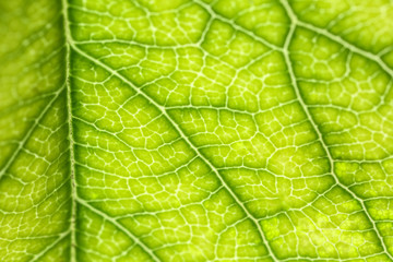 Texture of fresh green leaf, closeup