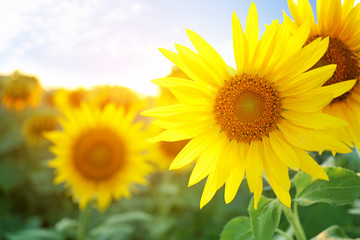 Fototapeta premium Beautiful blooming sunflowers in field