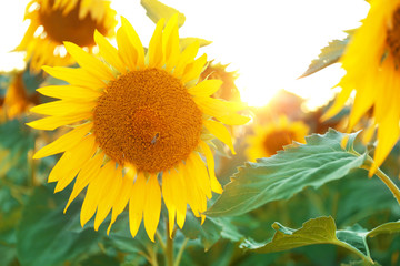 Beautiful blooming sunflowers in field