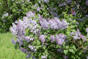 Obraz premium Beautiful purple lilac flowers outdoors.