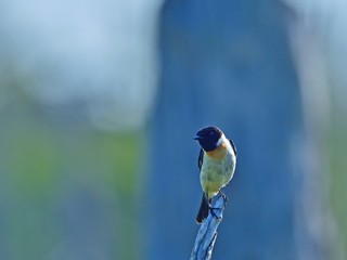 くつろぐ夏羽の黒いノビタキオス