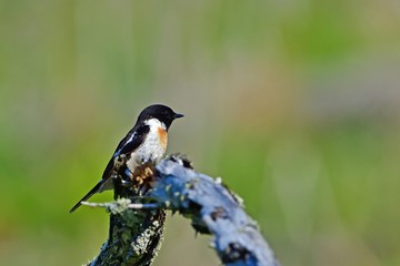 新緑をバックにくつろぐ夏羽の黒いノビタキオス