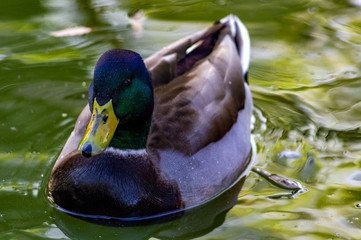 Mallard
