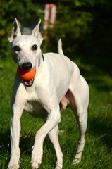 White whippet dog comes running with an orange ball in his mouth