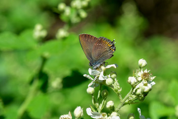 butterfly on flower