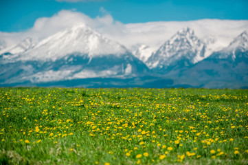 Green spring pasture and snowy peaks in the background