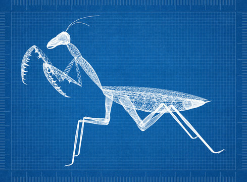 Mantis