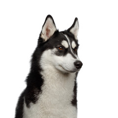 Portrait of Siberian Husky Dog with funny eyebrows looking at side on Isolated White Background, profile view