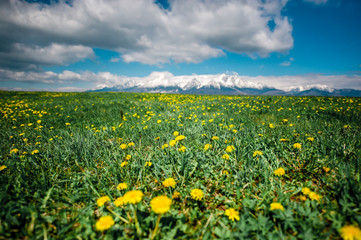 Spring meadow with spring flowers.