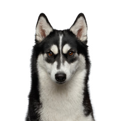 Portrait of Siberian Husky Dog with funny eyebrows Gazing on Isolated White Background, Front view