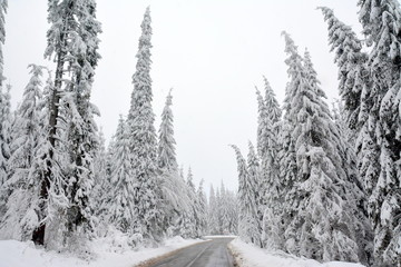 winter landscape with road among the trees