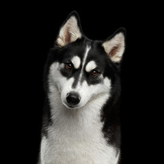 Portrait of Siberian Husky Dog with funny eyebrows Curious Gazing on Isolated Black Background