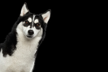 Curious Portrait of peeking Siberian Husky Dog with Funny eyebrows Gazing on Isolated Black Background