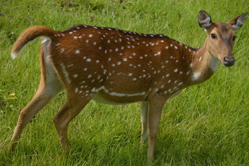deers 