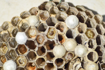 Wasp nest with wasps sitting on it. Wasps polist. The nest of a