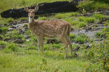 deers 