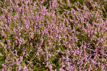 View into a lilac cover of blooming heather