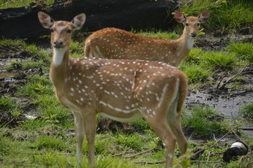 deers 