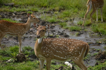 deers 