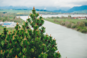 Fir branches on the background of a blooming mountain valley with a river in the spring season.