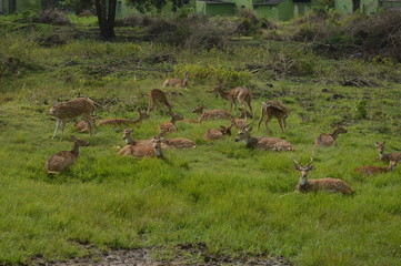 deers 