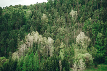 Aerial top view of structure of green trees in forest.