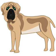 Dog of the sort mastiff on white background is insulated