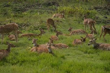 deers 