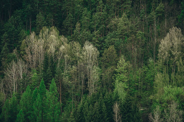 Aerial top down view to forest, trees in Slovakia.