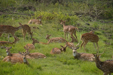 deers 