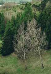 Green tree forest background. Slovakia.