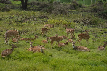 deers 