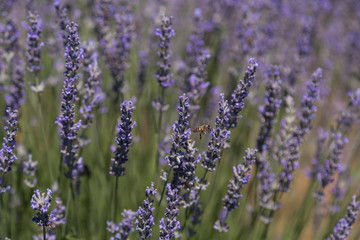 Fototapeta na wymiar the lavender field with bees from Turkey.