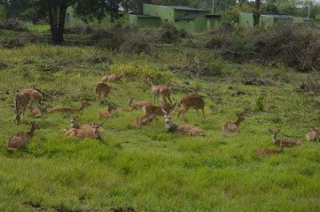 deers 