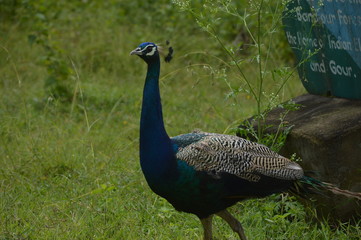 peacock 