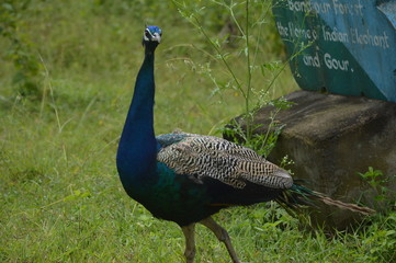 peacock 