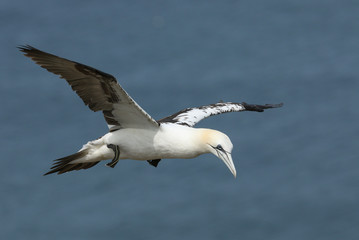 A beautiful Gannet, Morus bassanus, flying above the sea in the UK.	