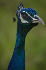 peacock