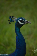 peacock