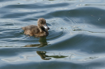 A cute Tufted Duck duckling, Aythya fuligula, swimming on a lake in the UK.	