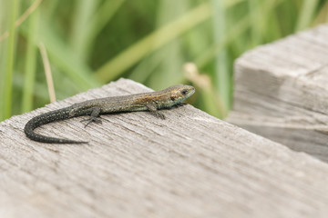 A tiny baby Common Lizard, Zootoca vivipara, hunting on a wooden boardwalk. 