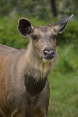 deer 
