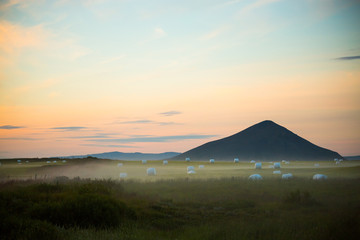 Summertime view of Hay bales in white plastic film stacked on a huge field in farm at Iceland.
