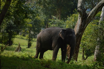 elephant 