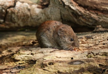 A cute wild Bank Vole, Myodes glareolus foraging for food in a log pile in woodland in the UK.	