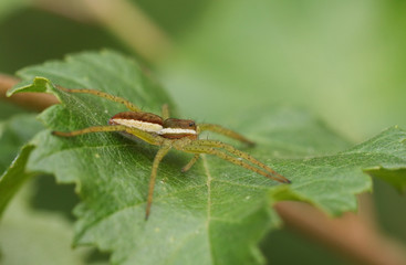 A rare Raft Spider (Dolomedes fimbriatus) perching on a leaf of a small tree growing at the edge of a bog in Surrey, UK.