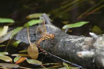 	 A female Brown Hawker Dragonfly, Aeshna grandis, laying eggs on a branch that is floating in a boggy pond in the UK.	