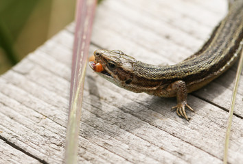 A Common Lizard, Zootoca vivipara, eating an insect on a wooden boardwalk. 