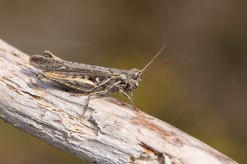 A Mottled Grasshopper, Myrmeleotettix maculatus, perching on a twig in heath land.	
